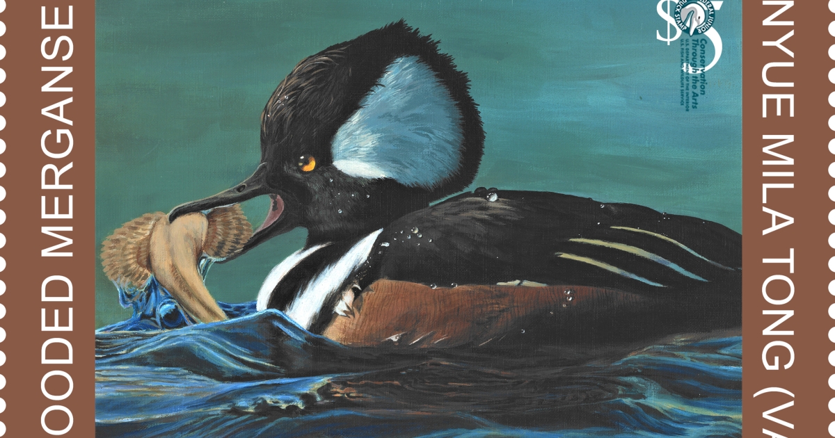 Buy a Junior Duck Stamp U.S. Fish Wildlife Service